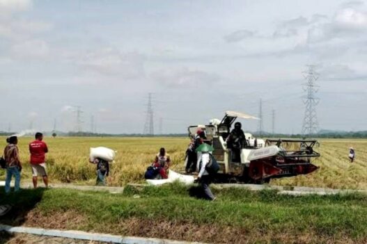 Kejar Target Luas Tambah Tanam 80 Persen