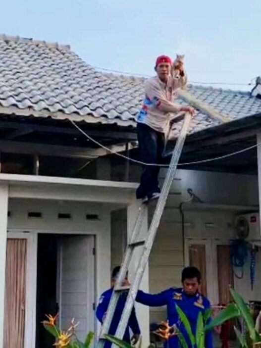 Kucing Terjebak di Atap Rumah