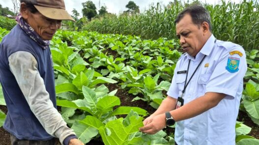 Lahan Tembakau Susut 40 Hektare