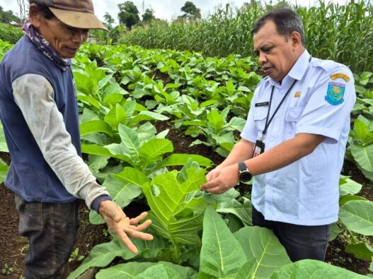 Lahan Tembakau Susut 40 Hektare