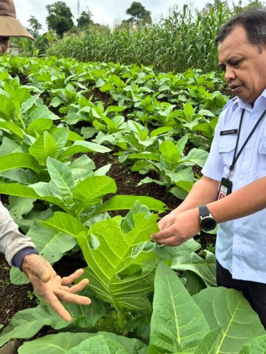 Lahan Tembakau Susut 40 Hektare