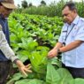 Lahan Tembakau Susut 40 Hektare