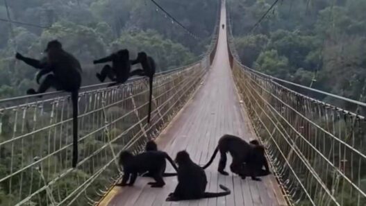 Lutung Jawa Bikin Deg Degan Pengunjung