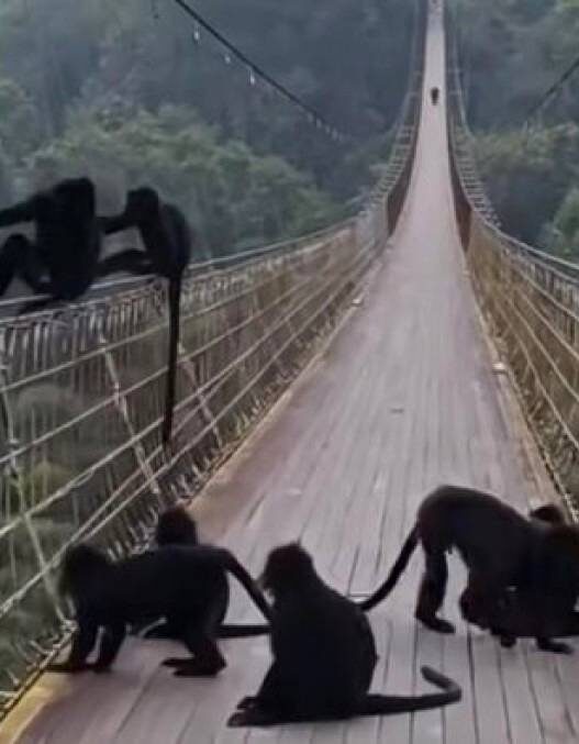 Lutung Jawa Bikin Deg Degan Pengunjung