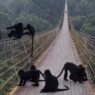 Lutung Jawa Bikin Deg Degan Pengunjung