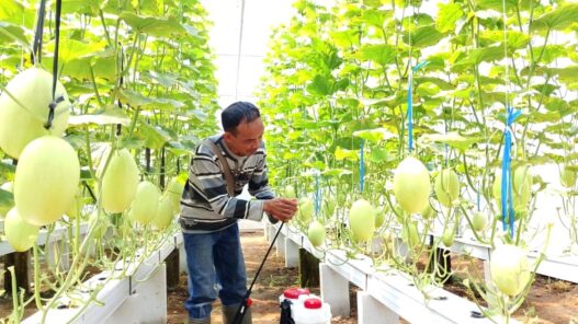 Melon Hidroponik Terancam Jamur