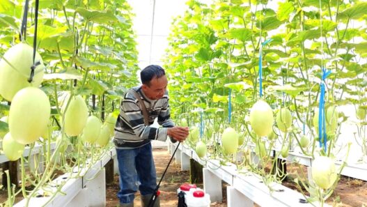 Melon Hidroponik Terancam Jamur
