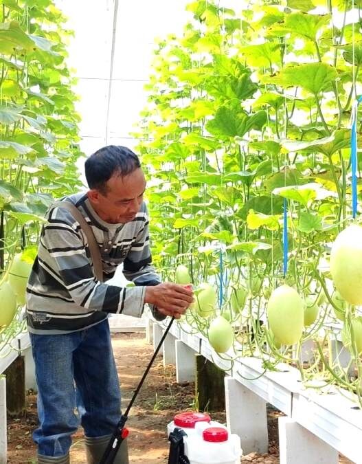 Melon Hidroponik Terancam Jamur