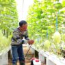 Melon Hidroponik Terancam Jamur