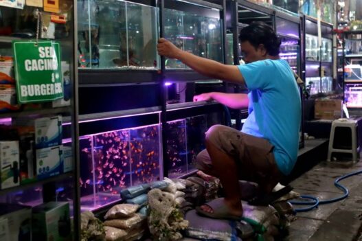 Pedagang Ikan Hias Masih Waswas Listrik Padam