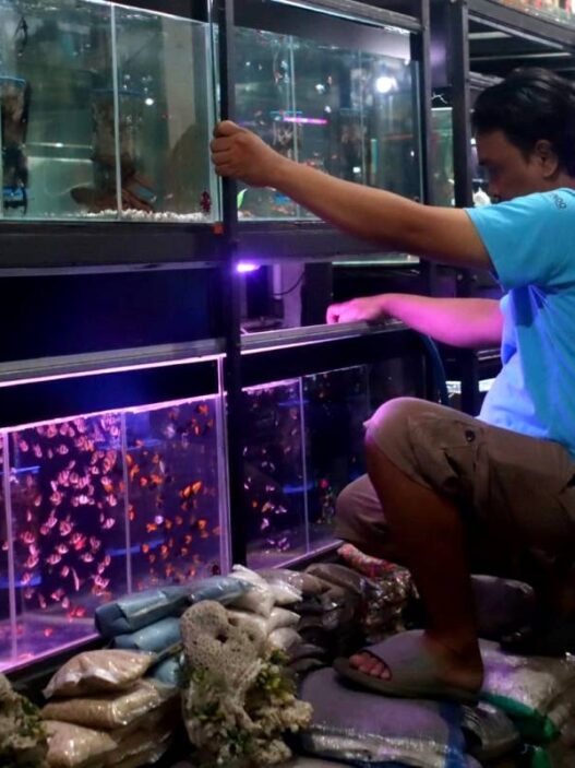 Pedagang Ikan Hias Masih Waswas Listrik Padam