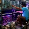 Pedagang Ikan Hias Masih Waswas Listrik Padam