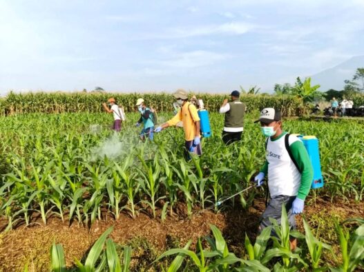 Petani Didorong Tinggalkan Pestisida Kimia