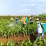 Petani Didorong Tinggalkan Pestisida Kimia