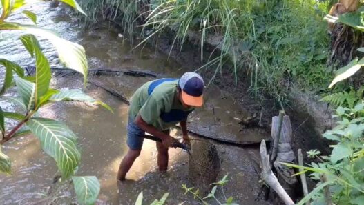 Petani Ikan Terpaksa Panen Dini