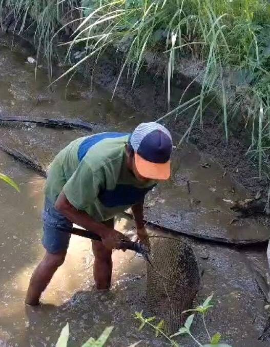 Petani Ikan Terpaksa Panen Dini