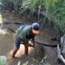 Petani Ikan Terpaksa Panen Dini