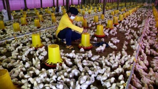 Peternak Ayam Broiler Rugi Ratusan Juta