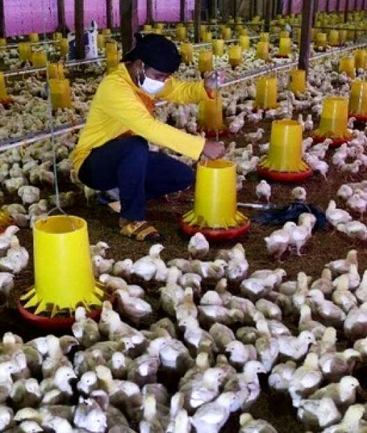 Peternak Ayam Broiler Rugi Ratusan Juta