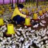 Peternak Ayam Broiler Rugi Ratusan Juta