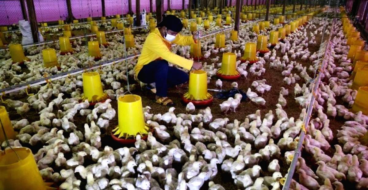 Peternak Ayam Broiler Rugi Ratusan Juta