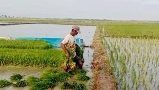 Puncak Kemarau Diprediksi Agustus