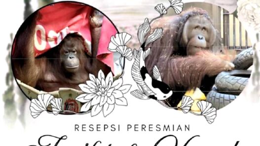 "Resepsi Pernikahan" Orangutan Kalimantan di Tokyo