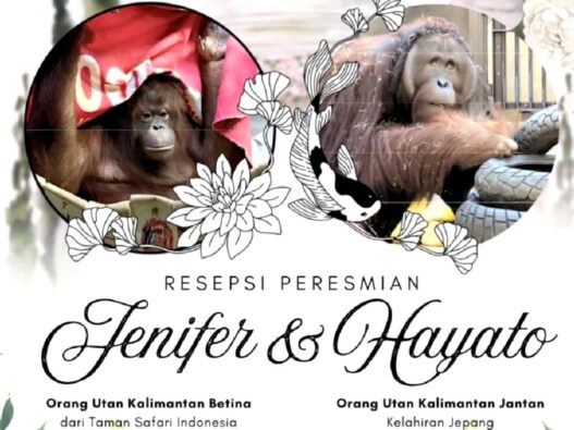 "Resepsi Pernikahan" Orangutan Kalimantan di Tokyo