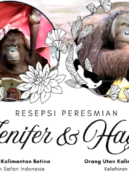 "Resepsi Pernikahan" Orangutan Kalimantan di Tokyo