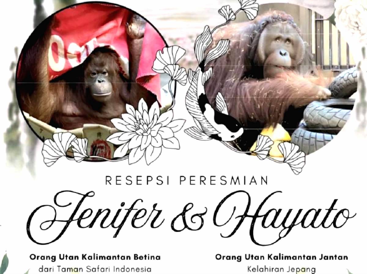 "Resepsi Pernikahan" Orangutan Kalimantan di Tokyo