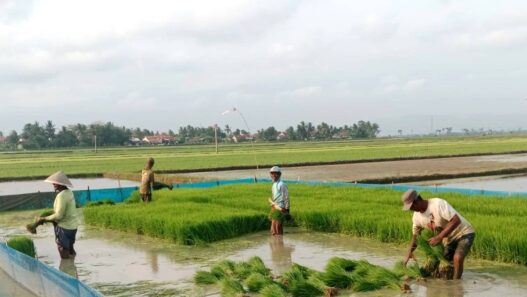 Target Produksi Padi Optimis Tercapai