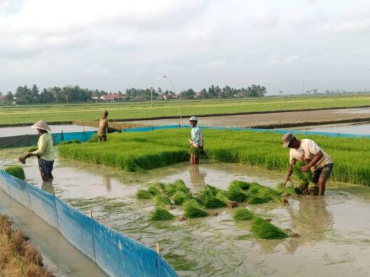 Target Produksi Padi Optimis Tercapai