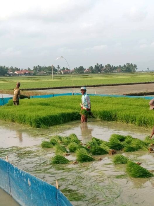 Target Produksi Padi Optimis Tercapai