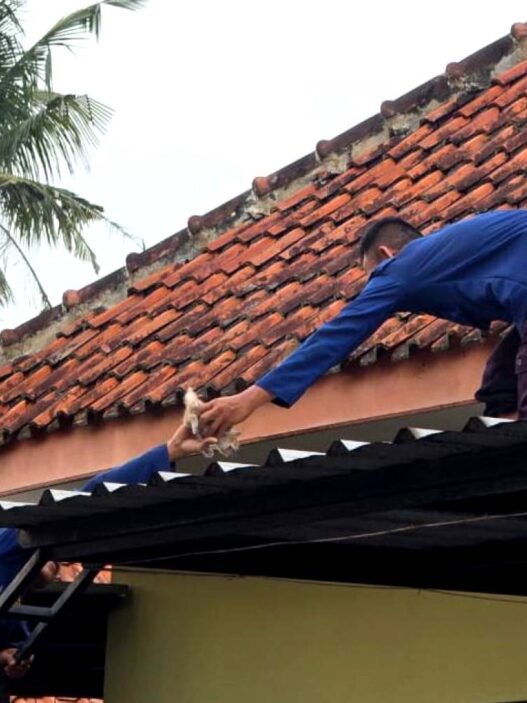 Tiga Kucing Terjebak di Atap Rumah, Dievakuasi Damkar