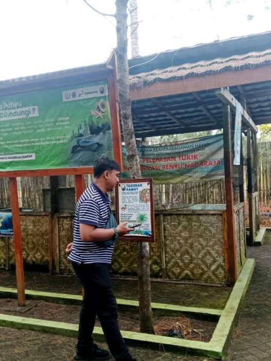 Tukik Penyu Menetas di Pantai Sodong