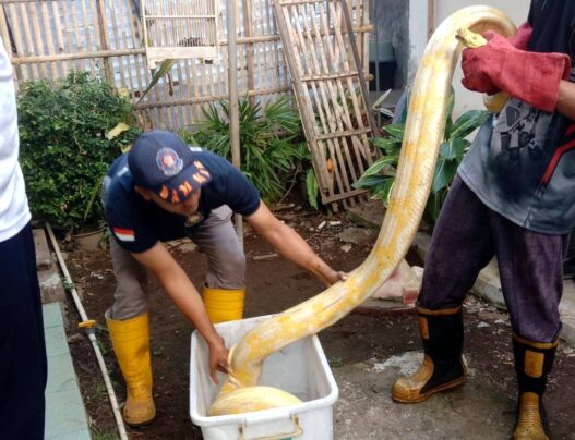 Ular Piton Albino Kepergok Memangsa Ayam