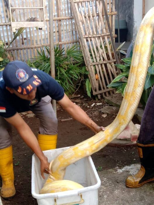 Ular Piton Albino Kepergok Memangsa Ayam