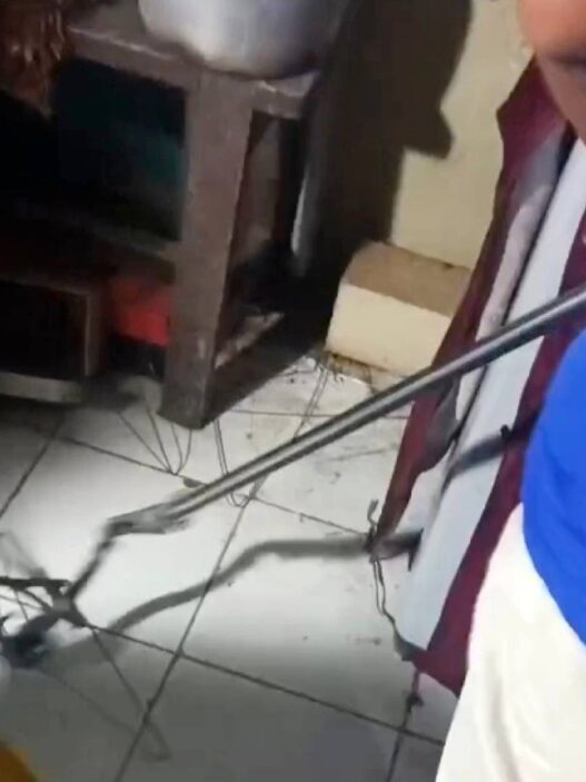 Warga Donan Geger, Ular Kobra Ditemukan di Garasi