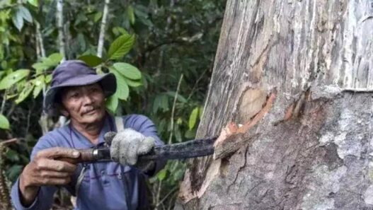 BRIN Sulap Kemenyan Jadi Parfum Premium Dunia