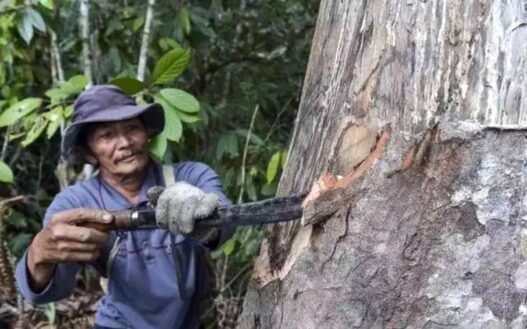 BRIN Sulap Kemenyan Jadi Parfum Premium Dunia