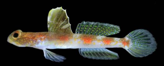 BRIN Temukan Spesies Ikan Baru