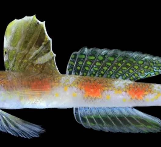 BRIN Temukan Spesies Ikan Baru