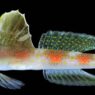 BRIN Temukan Spesies Ikan Baru