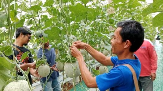 BUMDes Gumelar Kembangkan Melon Hidroponik