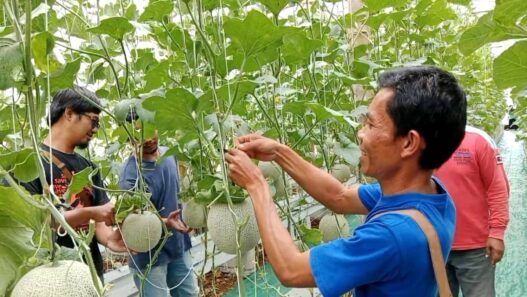 BUMDes Gumelar Kembangkan Melon Hidroponik