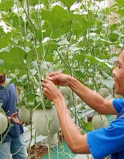 BUMDes Gumelar Kembangkan Melon Hidroponik