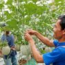 BUMDes Gumelar Kembangkan Melon Hidroponik