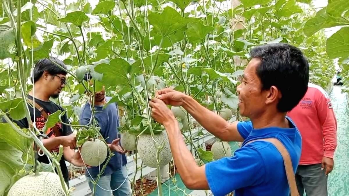 BUMDes Gumelar Kembangkan Melon Hidroponik
