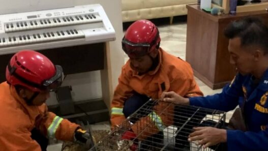 Damkar Evakuasi Anjing Ngamuk dan Serang Pemiliknya