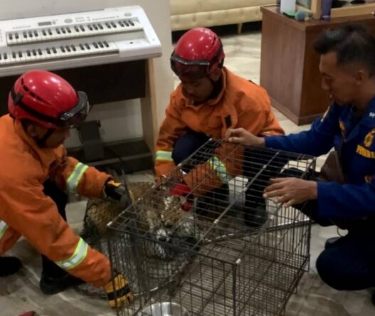 Damkar Evakuasi Anjing Ngamuk dan Serang Pemiliknya